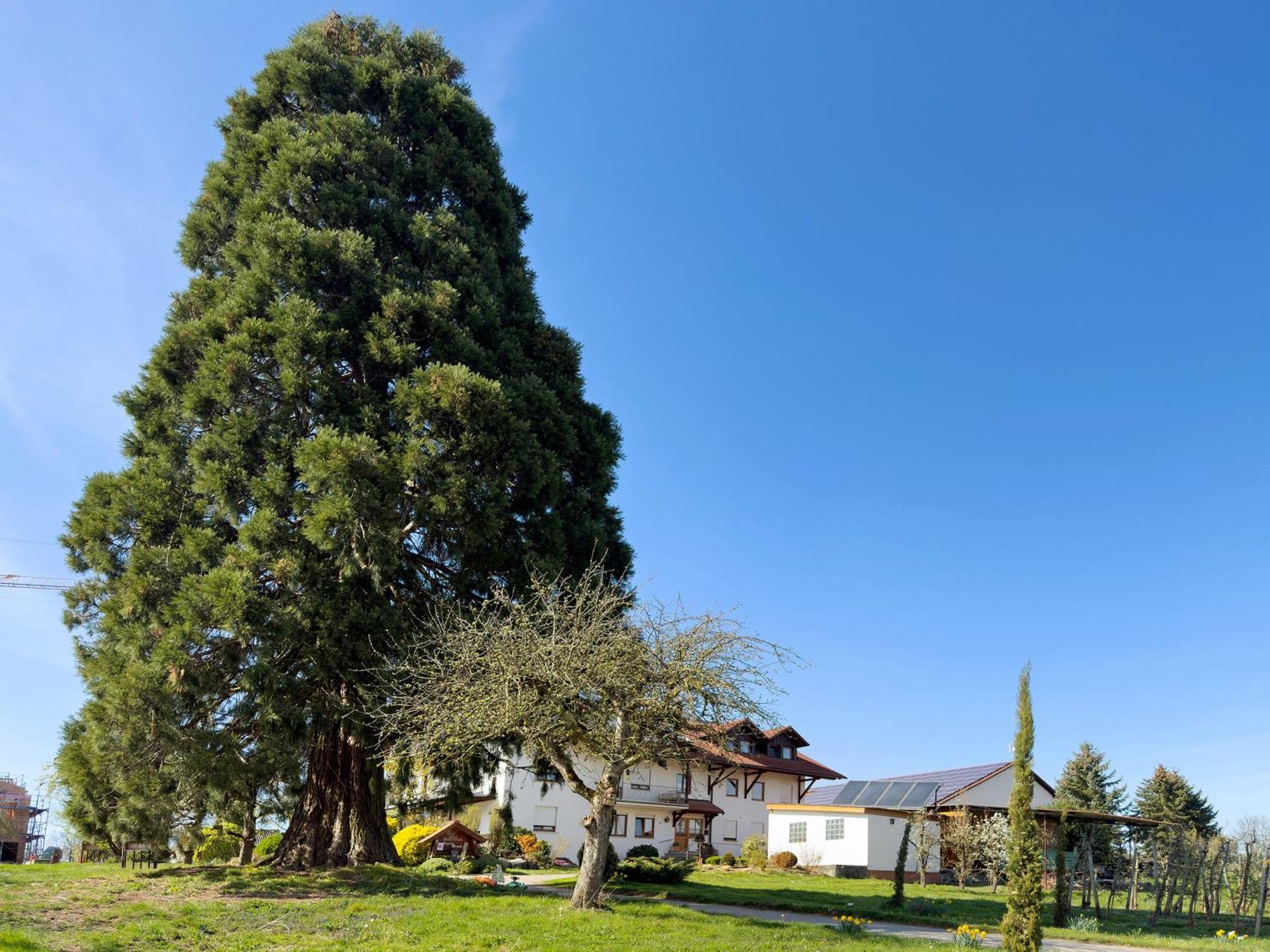 Bergchalet Mirabell - Hofgut FDH المظهر الخارجي الصورة